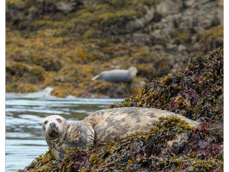 Exposition Photographique : Faune et Flore Sauvage de Bretagne