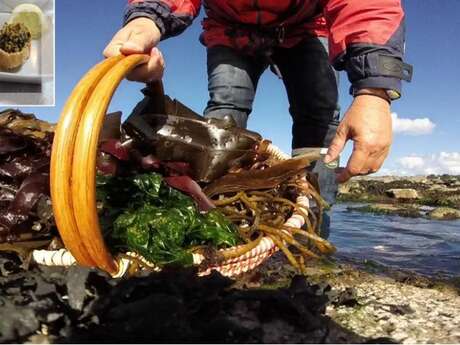 Détente Origin'algues (découverte des algues et cuisine)