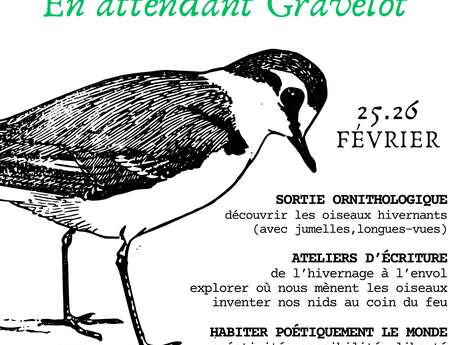 En attendant Gravelot - Stage Oiseaux-Ecriture