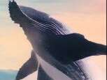 Curieux d'Armor : Plongeon entre Baleine et Thon !