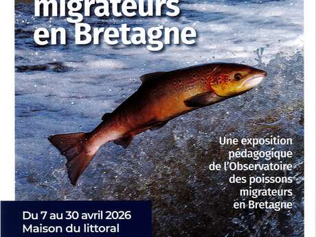 Les poissons migrateurs en Bretagne