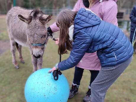 Atelier enrichissements pour les ânes