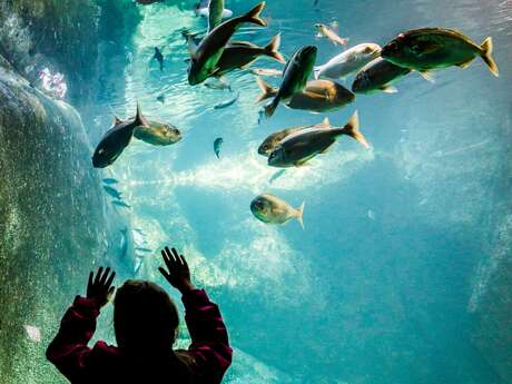 Aquarium Marin de Trégastel