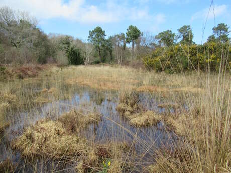 Journée mondiale des zones humides - La forêt de Lann ar Waremm