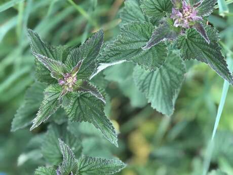 Herboristerie, plantes et conscience