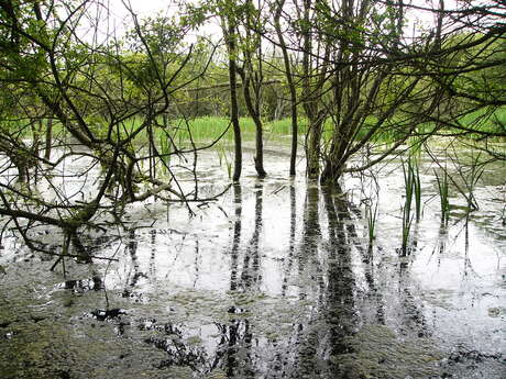 Journée mondiale des zones humides - Kerouspic
