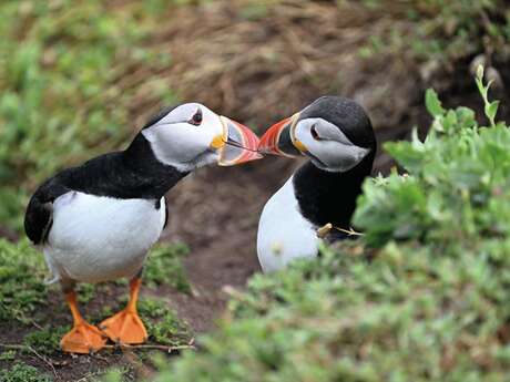 Exposition "Voyages sauvages le long des côtes celtiques" ☘️