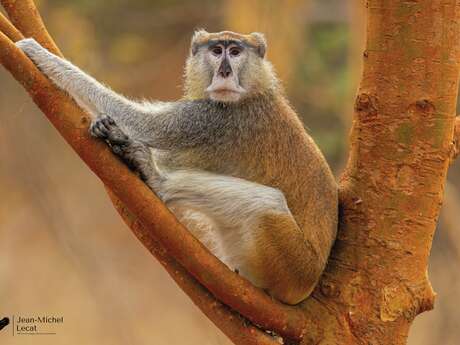 Exposition de photographies de Jean-Michel Lecat "Sénégal : une biodiversité insoupçonnée"