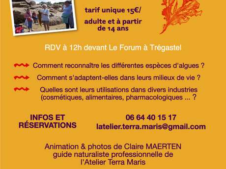 Balade cueillette du goût - Les algues de nos côtes