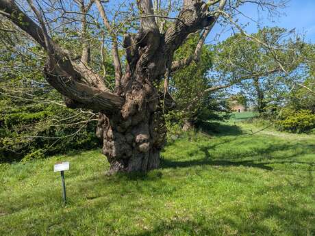 Châtaigner de Traou Vras