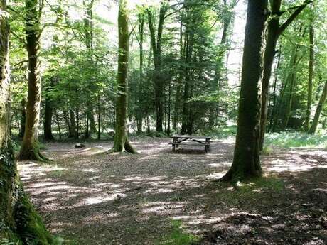 Aire sud de la forêt de Beffou