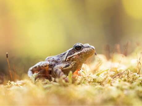 Université de la nature - Initiation à la reconnaissance des amphibiens