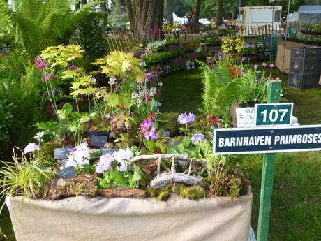 Portes-ouvertes chez Barnhaven Primroses, les spécialistes des primevères