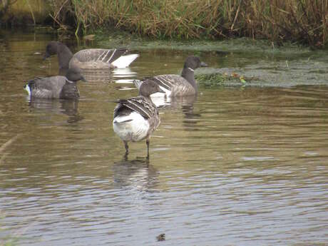 Journée mondiale des zones humides - Les oiseaux hivernants