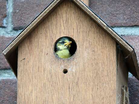 Projection et atelier sur les nichoirs