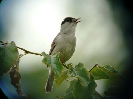 À l'écoute des oiseaux au crépuscule