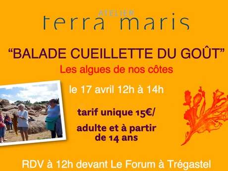 Balade cueillette du goût - Les algues de nos côtes