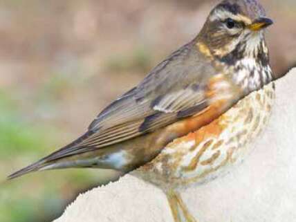 Les saisons : l'hiver