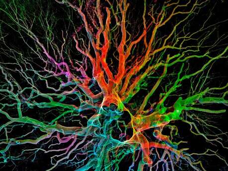 Les arbres remarquables en 3D - Léguer en fête