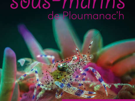 Exposition photos : les secrets sous-marins de Ploumanac'h