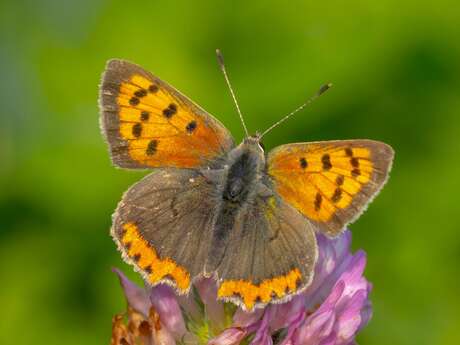 Université de la nature - Initiation à la reconnaissance des insectes