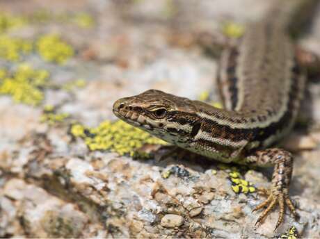 Université de la nature - Initiation à la reconnaissance des reptiles