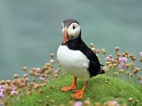Conférence " Les oiseaux marins des Sept-Îles et des nations celtes, entre terre, ciel et mer ☘️
