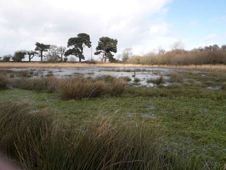 Journée mondiale des zones humides - Balade aux marais