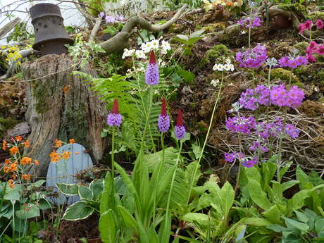 Barnhaven Primroses