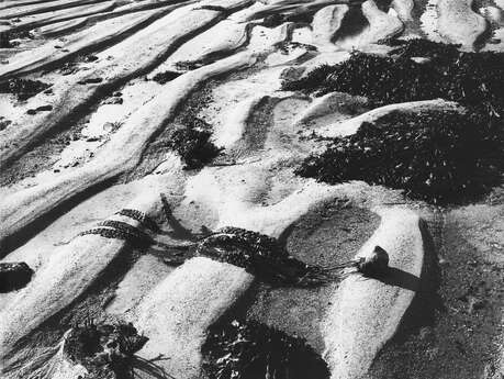 Photographs of Foreign Algae