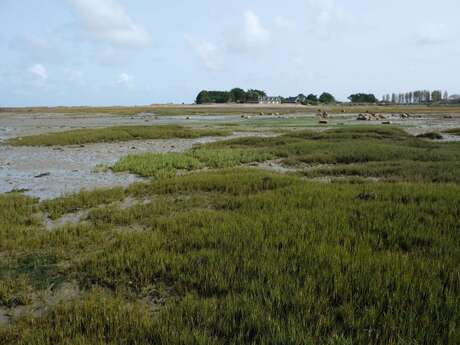 Journée mondiale des zones humides - Parcours botanique