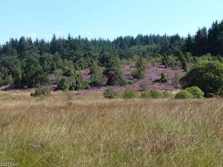 Sentier de découverte des landes et tourbières de la Mazure : Petite boucle