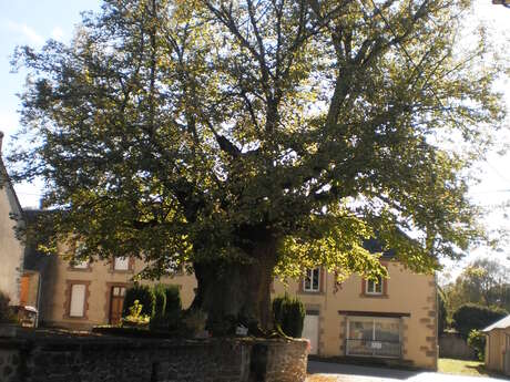 C7- TAILLES DE LA RONGÈRE -  Base VTT intercommunale Portes de la Creuse en Marche