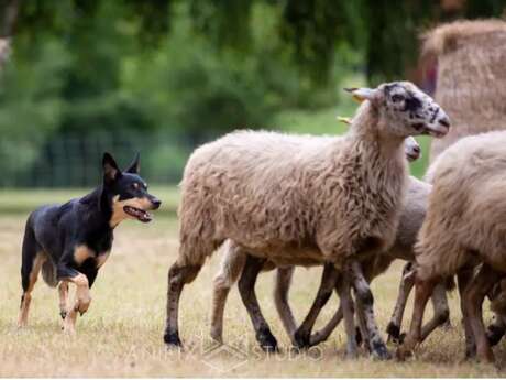 Concours inter-races de de chiens de troupeaux Île de Vassivière