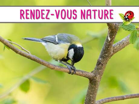 Rendez-vous Nature - Ornithologie