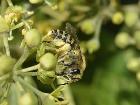 Grand jeu à la découverte des pollinisateurs !