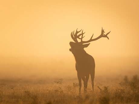Repas de chasse
