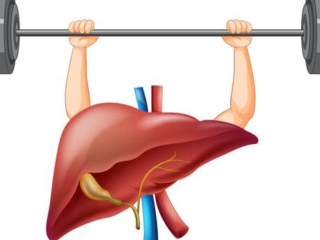 Soutenir le foie - Renaitre au printemps