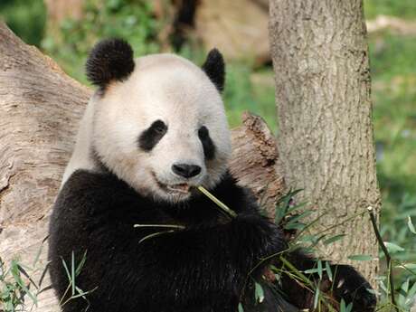 Ciné passion : Moon le panda