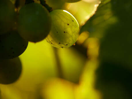 Vignoble des Verdots | Rencontre avec le vigneron
