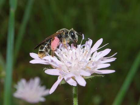 Atelier abeilles sauvages