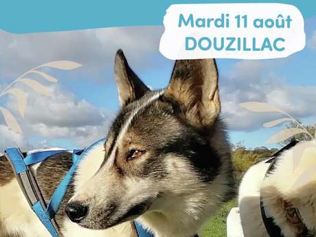 Été actif : Cani-rando