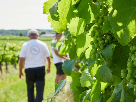 Vignoble des Verdots | Balade dans les vignes & soirée braséro