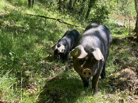 Visite et dégustation Ferme de porcs noirs