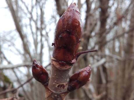Journée découverte de la Gemmothérapie