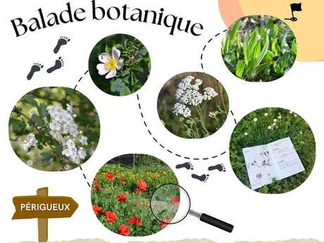 Balade découverte des plantes sauvages