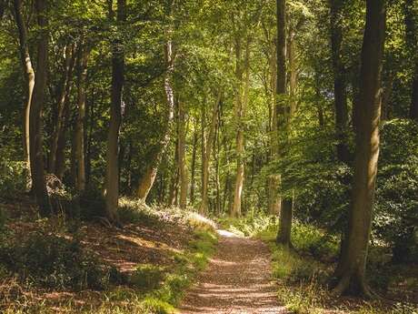 Retour vers la forêt primaire