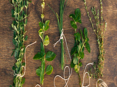 Atelier du partage - Sortie plantes à croquer