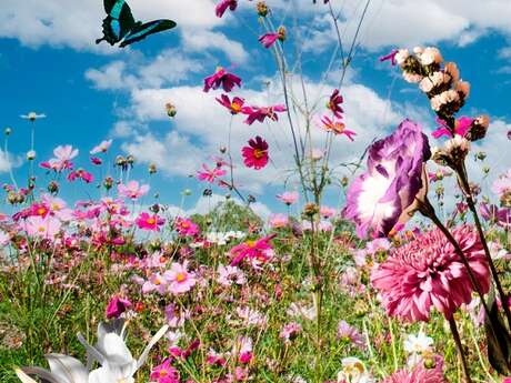 Saint Cyprien en Fleurs