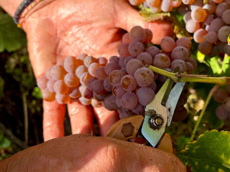 Vignoble des Verdots | Journée Vendanges en famille